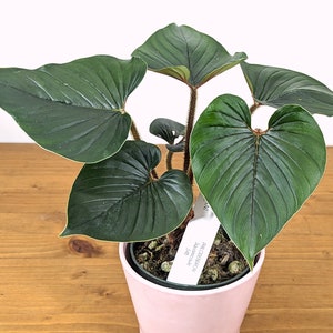 Philodendron Squamicaule live plant with Hairy Petioles 4 inch pot image 9