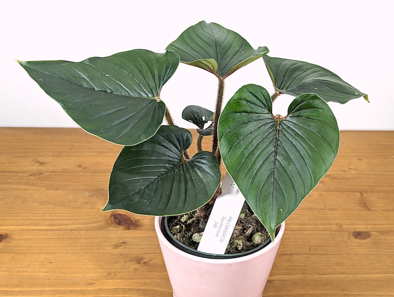 Philodendron Squamicaule live plant with Hairy Petioles 4 inch pot image 9