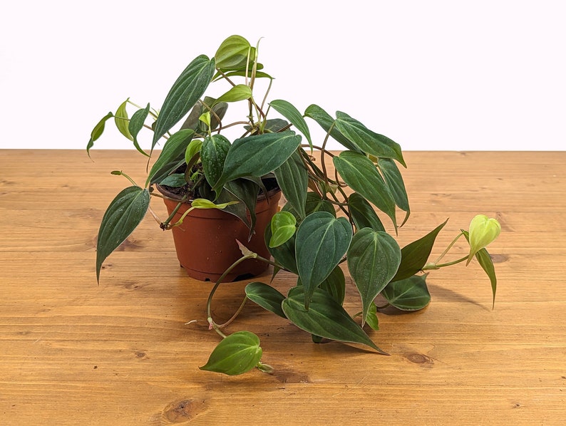 Philodendron Micans live plant by PLANTAMANI