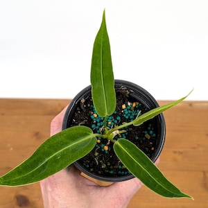 Anthurium Warocqueanum Dark Narrow - Etsy