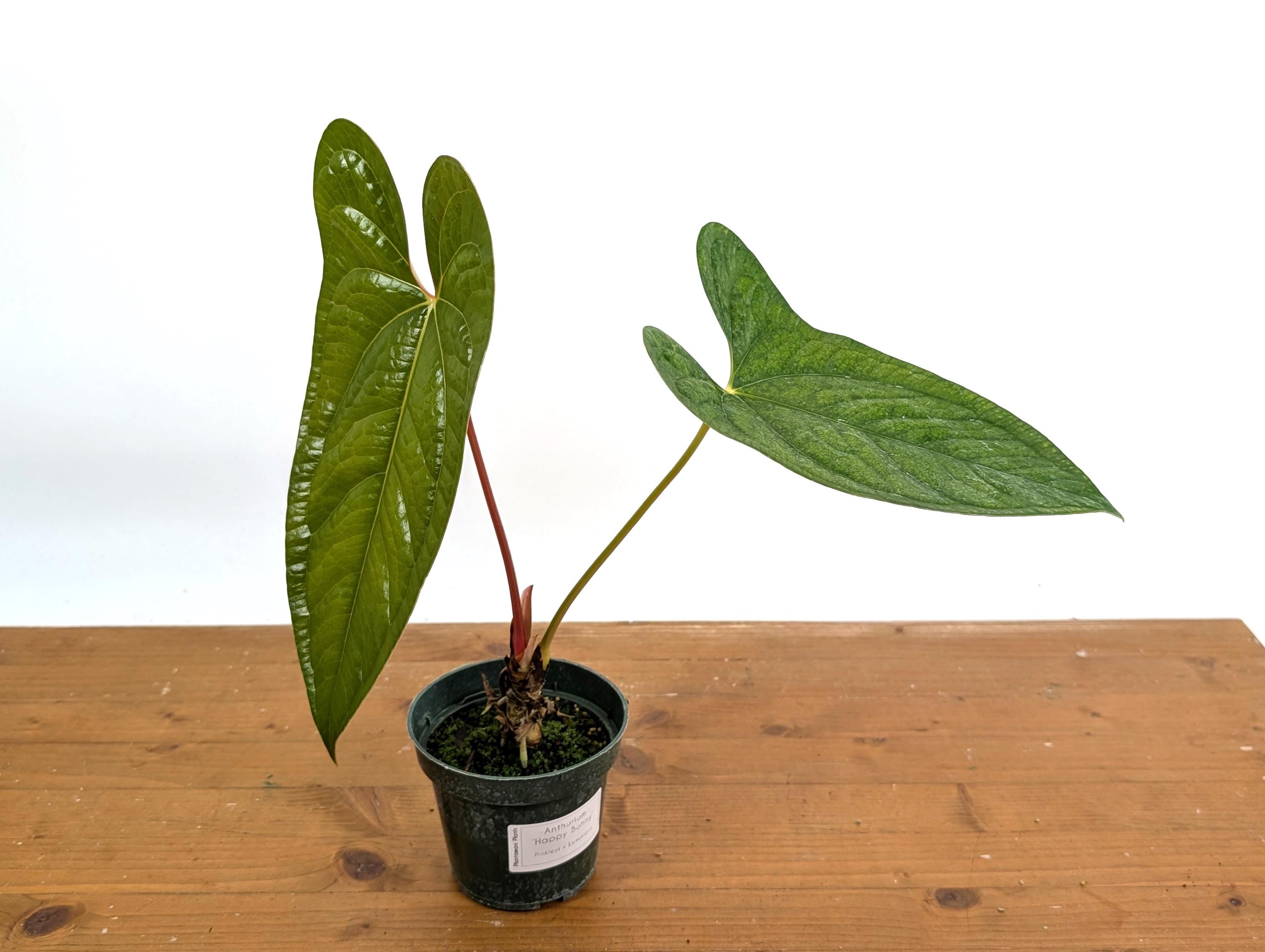 Anthurium Pinkleyi X Luxurians Hybrid 'happy Bunny' - Live Plant