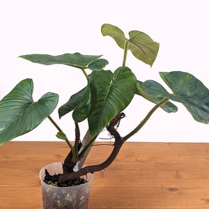 Philodendron Squamicaule 4 inch pot approx 12 tall image 8