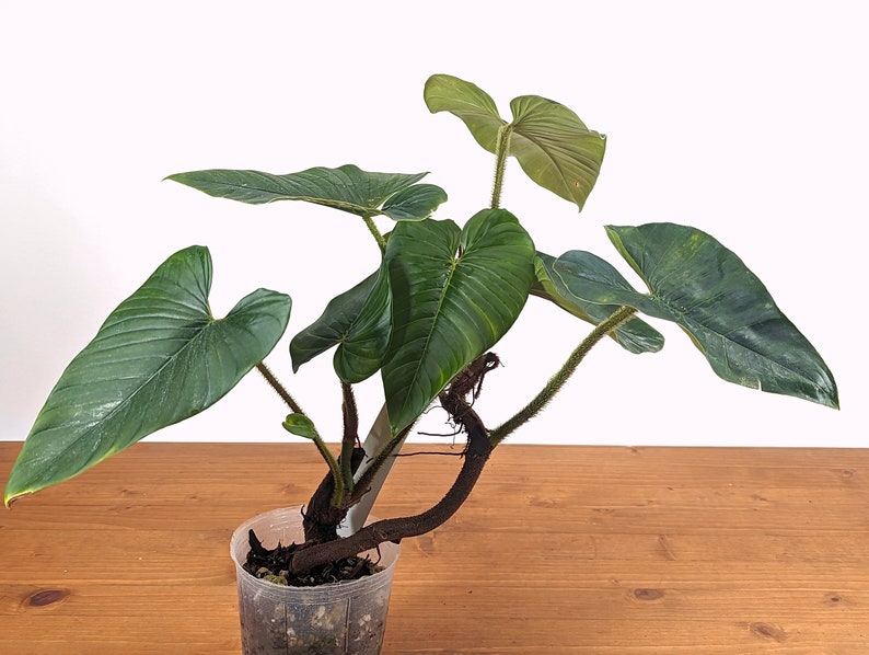 Philodendron Squamicaule 4 inch pot approx 12 tall image 8