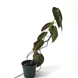 Black Gold Philodendron melanochrysum Tall Plant Approx 8-12"