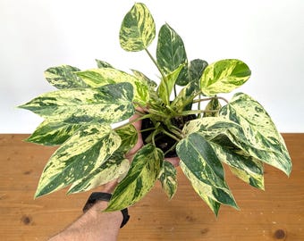 Philodendron Pseudoverrucosum - 4 Inch Pots - Etsy