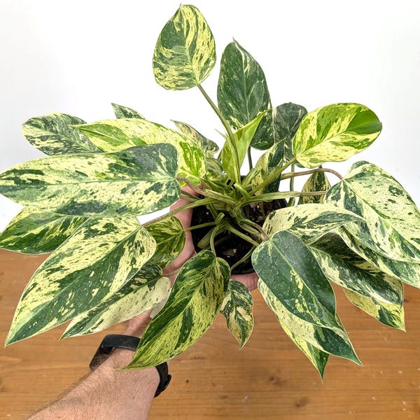 Philodendron Emerald King Variegated Houseplant Similar to Emerald Ice | 4 inch