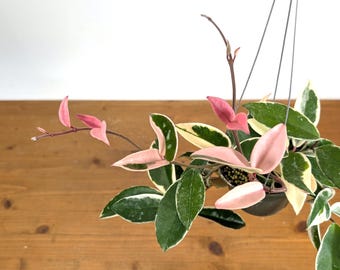 Hoya Flamingo Dream/ Hoya Carnosa - Etsy
