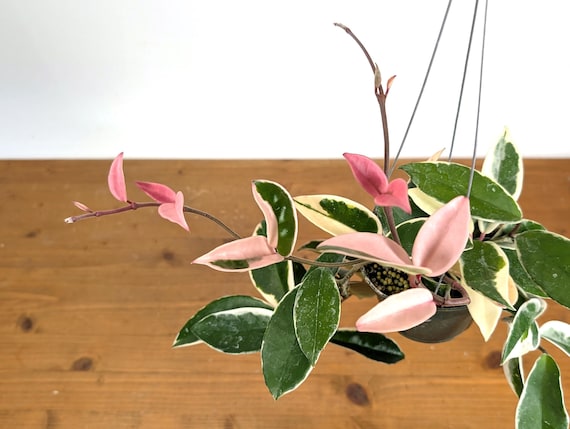 Krimson caronsa hoya ホヤ Queen 4.5 Queen' 'Krimson carnosa Hoya その他観葉植物