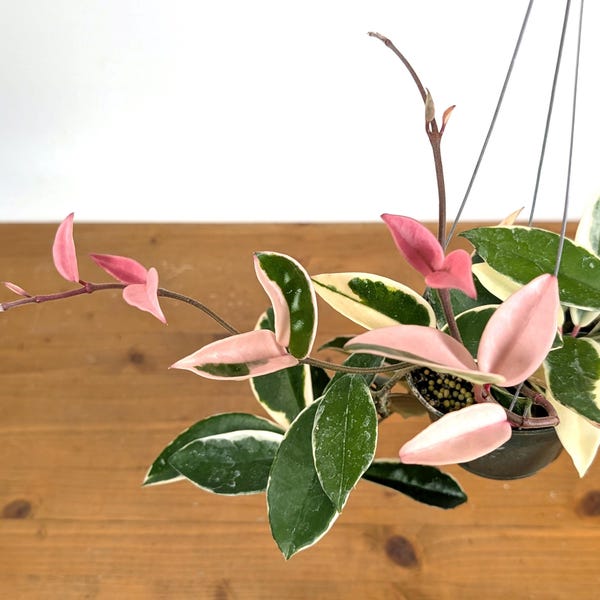 Hoya Krimson Queen Albo  carnosa - Live Fragrant Flowering Plant Grows as a Vine - 4 inch or 6 inch pots