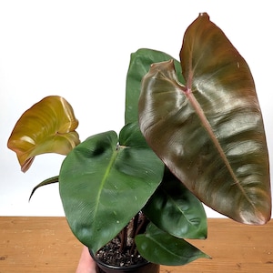 Philodendron Pink Princess x Billietiae -  4 Inch Pot