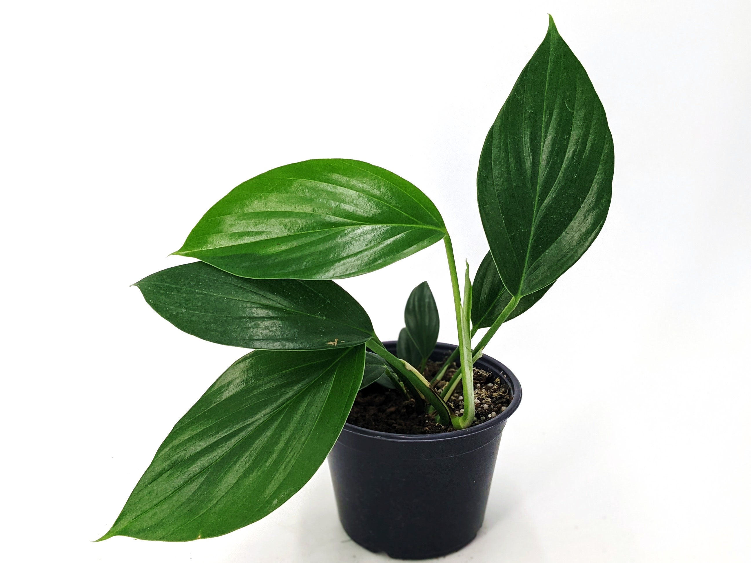 Rhaphidophora Decursiva Dragon Tail