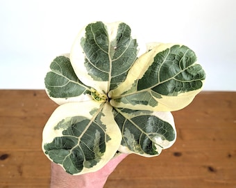 Varieagated Ficus Lyrata - Fiddle Leaf Fig