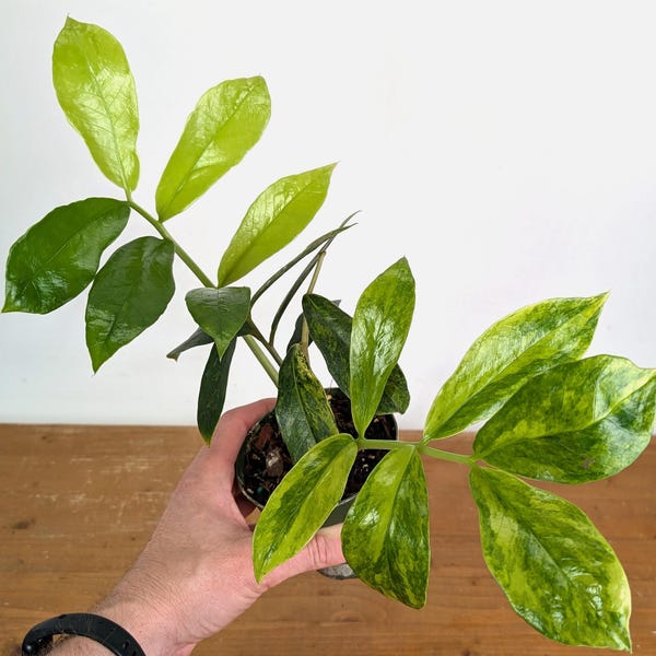 Variegated ZZ Plant - Exact #20A - 4 inch