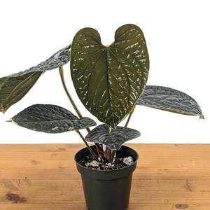 Anthurium Warocqueanum Queen Plant in 4 Inch Pot With 2 Leaves 