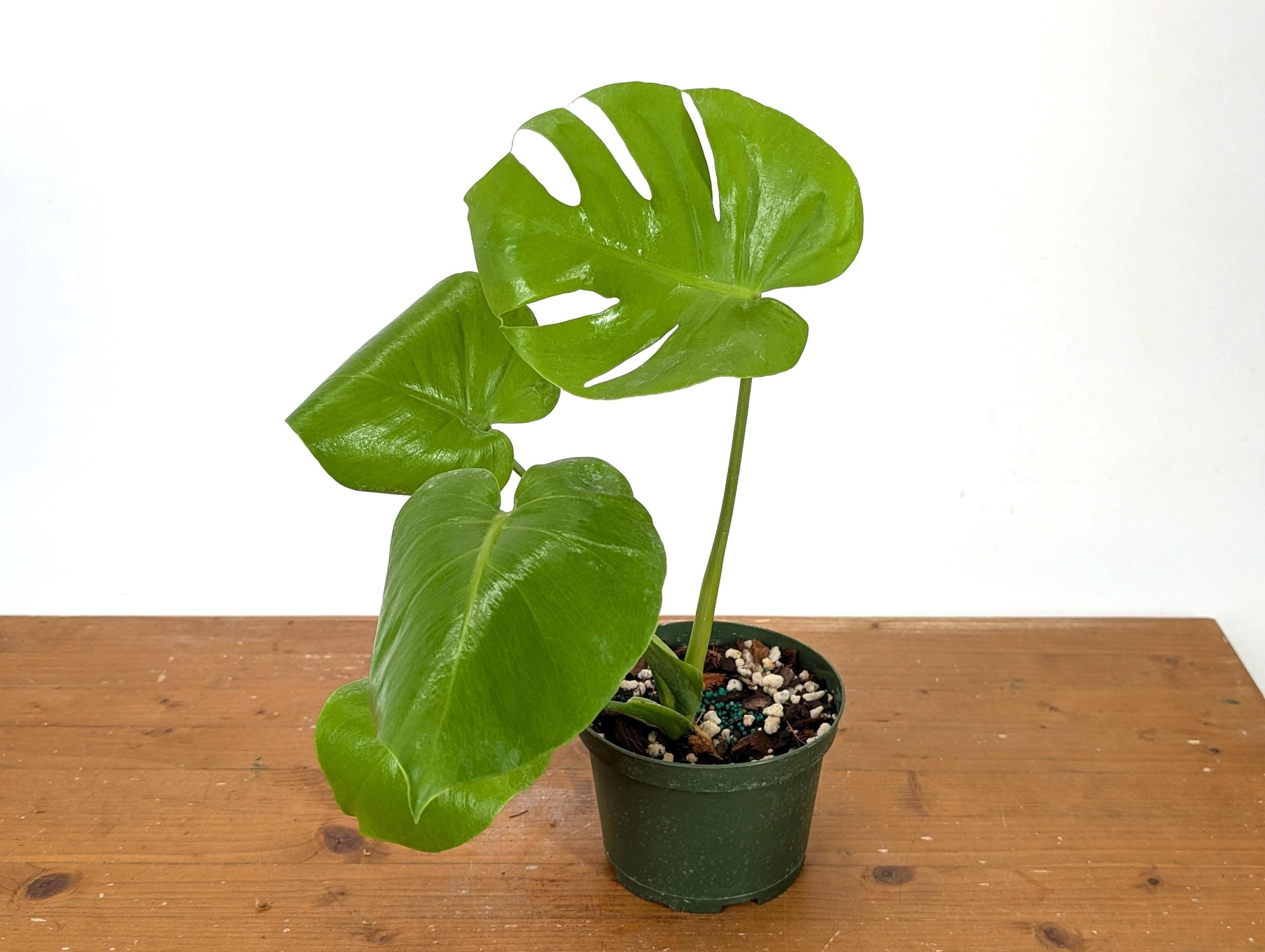 monstera dxf FREE Monstera SVG