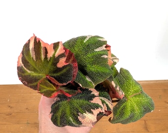 Begonia Soli Mutata Variegated