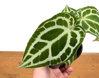Anthurium Crystallinum "Silver"