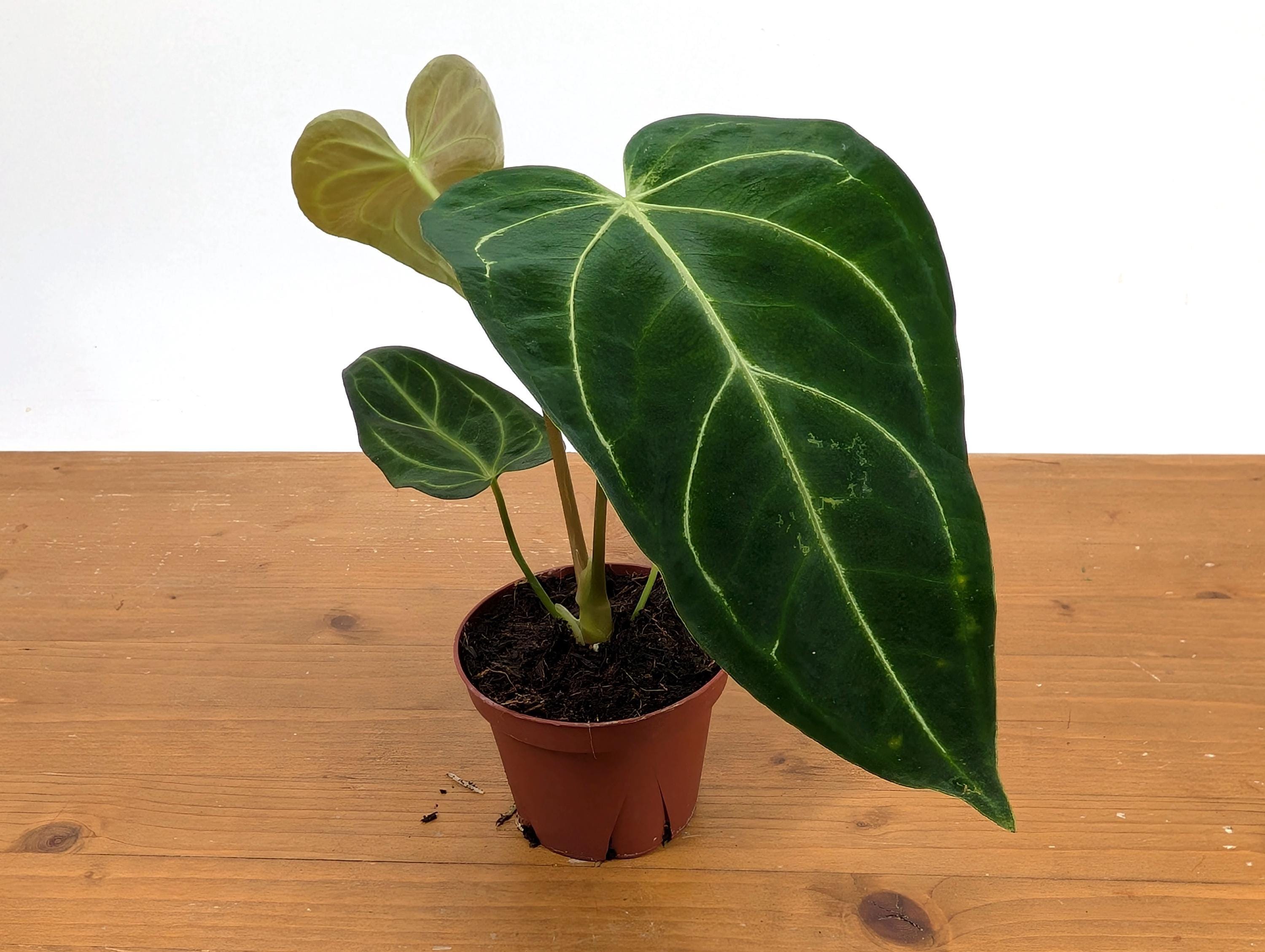 Anthurium Regale - Choose From 3 Sizes - Etsy