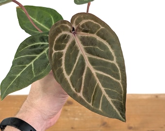 Anthurium Michelle x Black Velvet Pot Size: 4" - Red Emergent Leaves