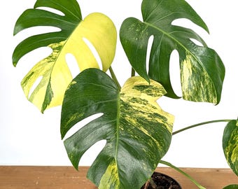 Monstera deliciosa 'Yellow Marilyn' Aurea Variegated Variegated Houseplant – Rare Collector Plant - US Seller