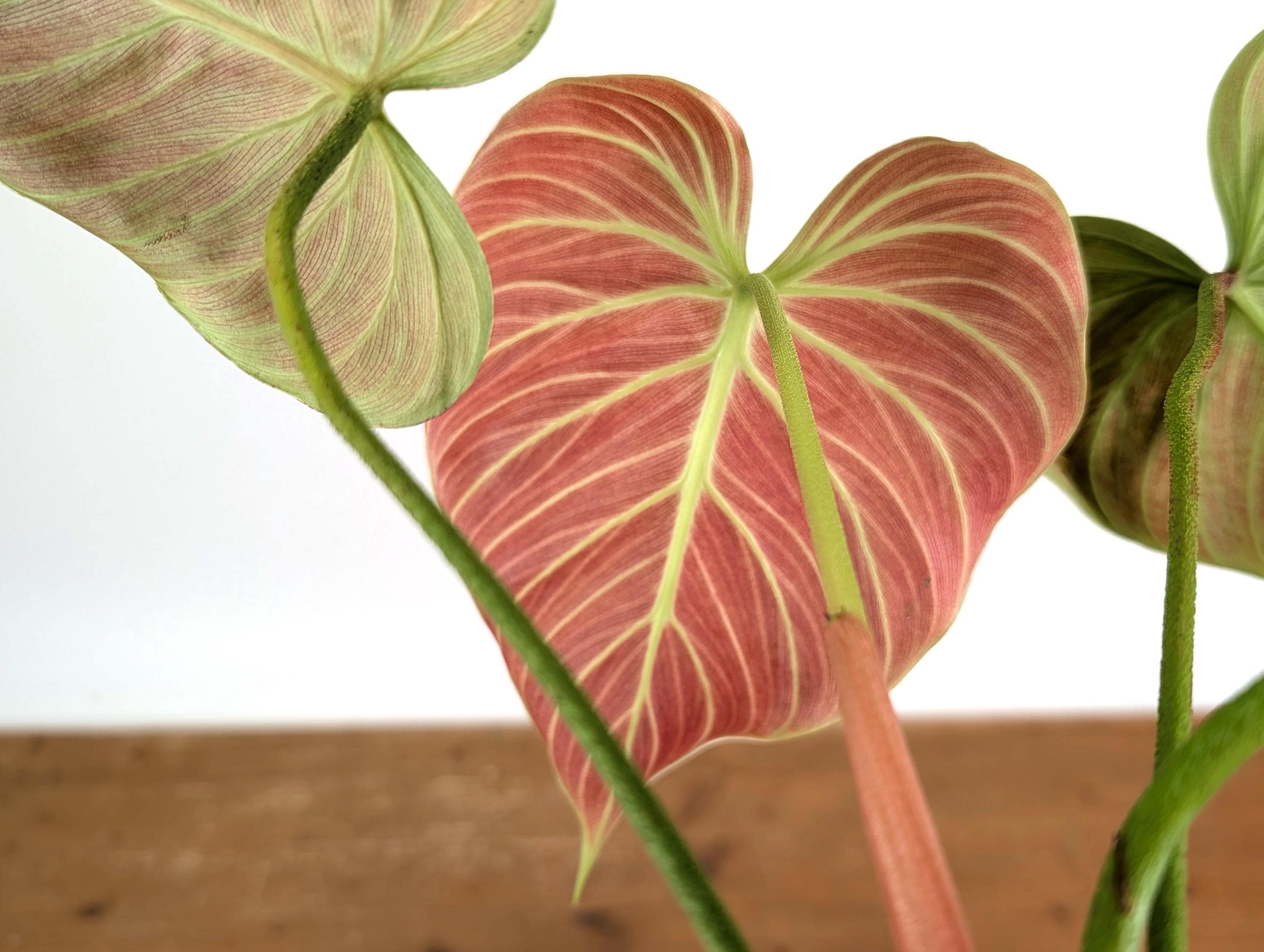 Philodendron Rubrijuvenile 'el Choco Red' - Etsy