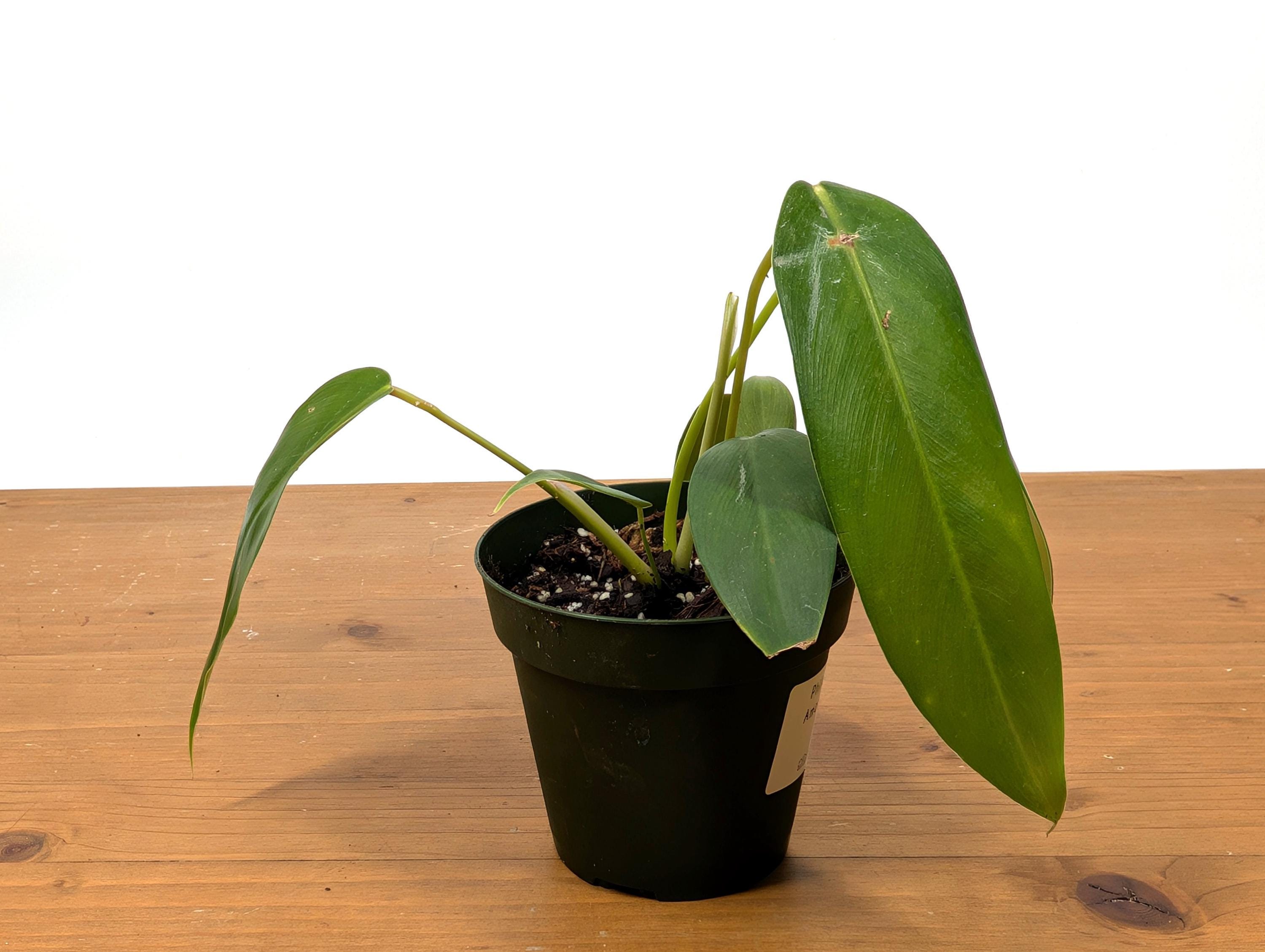 Philodendron Amazon Spirit (patriciae X Spiritus Sancti) - 4 Inch Pot - Etsy