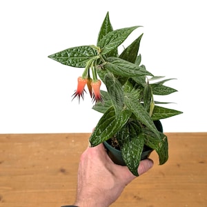 Ceratostema Lanigerum 'Neotropical Blueberry' - Assorted 4 Inch Pots