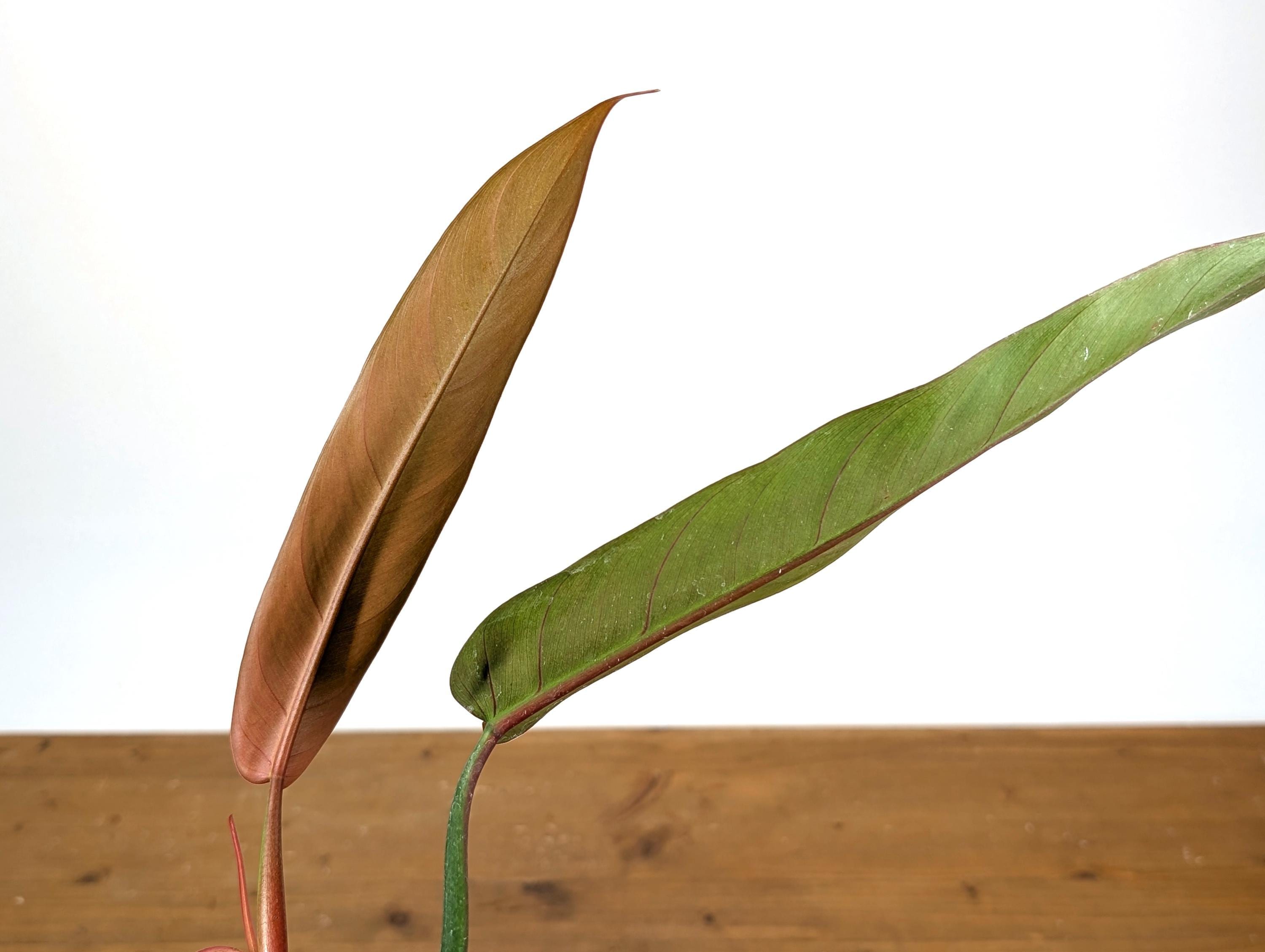 philodendron rojo Philodendron 'Rojo Congo' 14