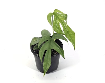 Amydrium Medium Silver Pot 4” Indoor Plants - Houseplant - Tropical Foliage