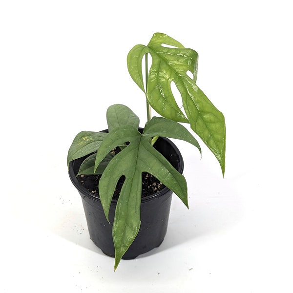 Amydrium Medium Silver Pot 4” Indoor Plants - Houseplant - Tropical Foliage