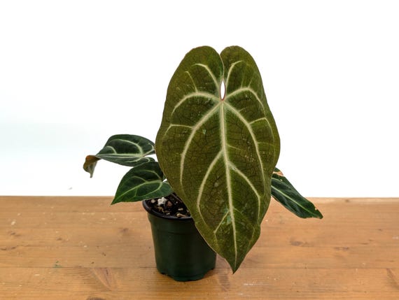Anthurium Besseae Live Tropical Aroid - 4 Inch Pot - Etsy