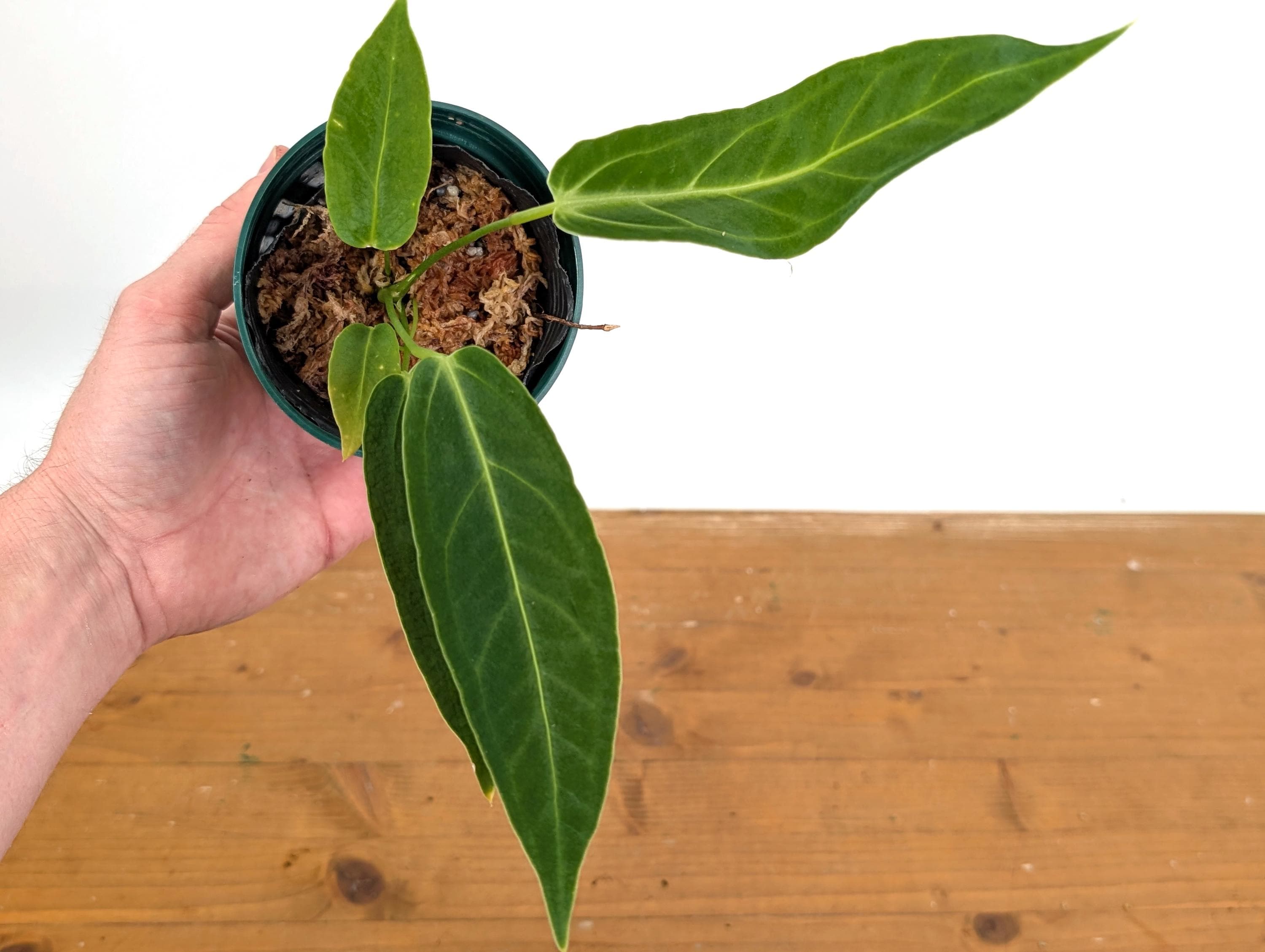 Anthurium Zamora Queen - (mamoratum 2 X Warocqueanum) - Etsy