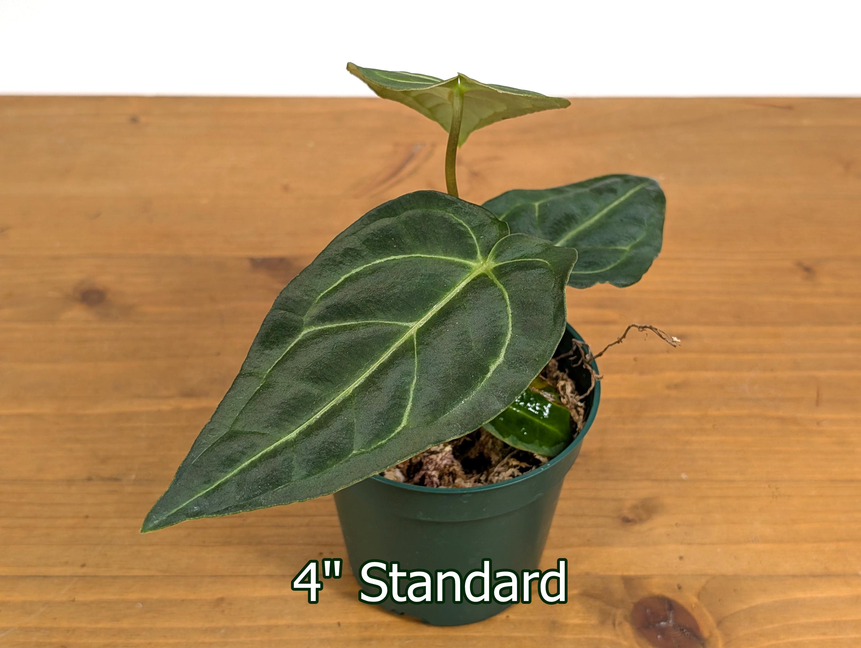 Anthurium Regale - Live Tropical Aroid Houseplant - Multiple Sizes