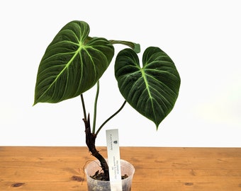 Philodendron El Choco Red rubrijuvenile