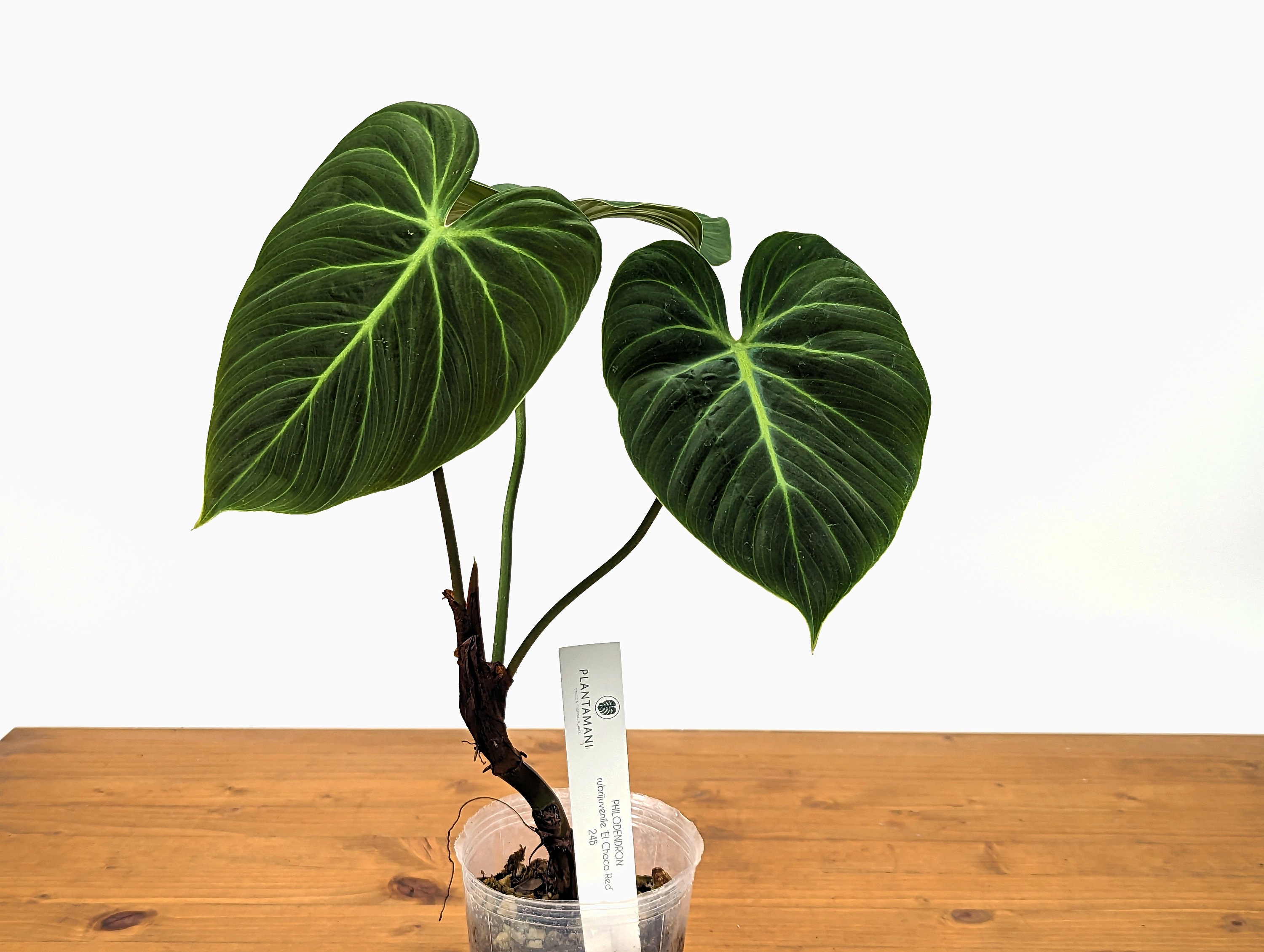 Philodendron El Choco Red P. Rubrijuvenile - Etsy Canada