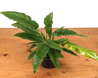Philodendron Narrow Escape Jungle Boogie - FREE Shipping Eligible