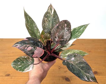 Philodendron Pink Princess Marble Galaxy  - 4 inch and 6 inch Pots