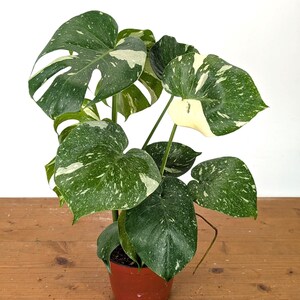 Monstera Thai Constellation - Plants 16-24" Tall with Split Leaves (for 6" Pot) Bild 9