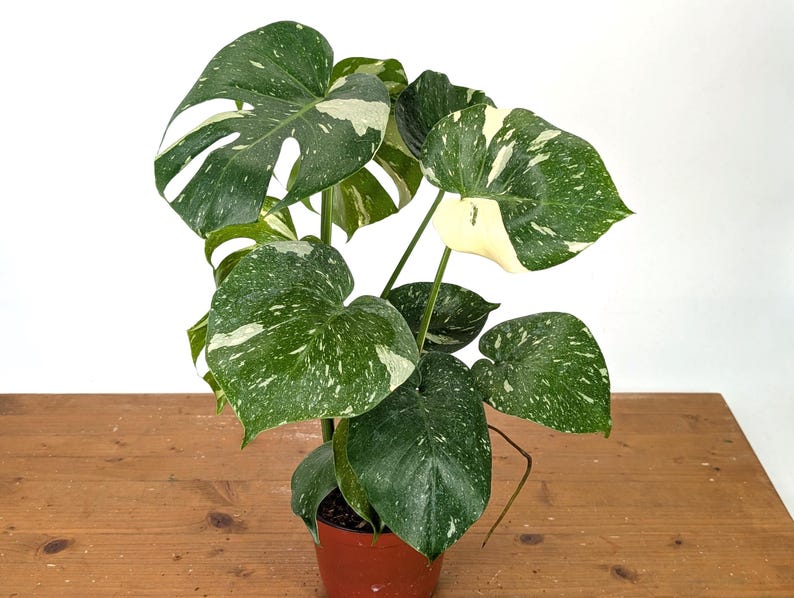 Monstera Thai Constellation - Plants 16-24" Tall with Split Leaves (for 6" Pot) Bild 9