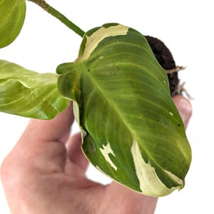 Variegated Philodendron Fuzzy Petiole Starter Plants Exact Plant image 3