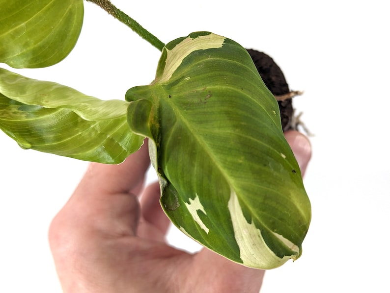 Variegated Philodendron Fuzzy Petiole Starter Plants Exact Plant image 3