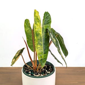 Philodendron Billietiae Variegated - 4 inch and 6 inch Pots