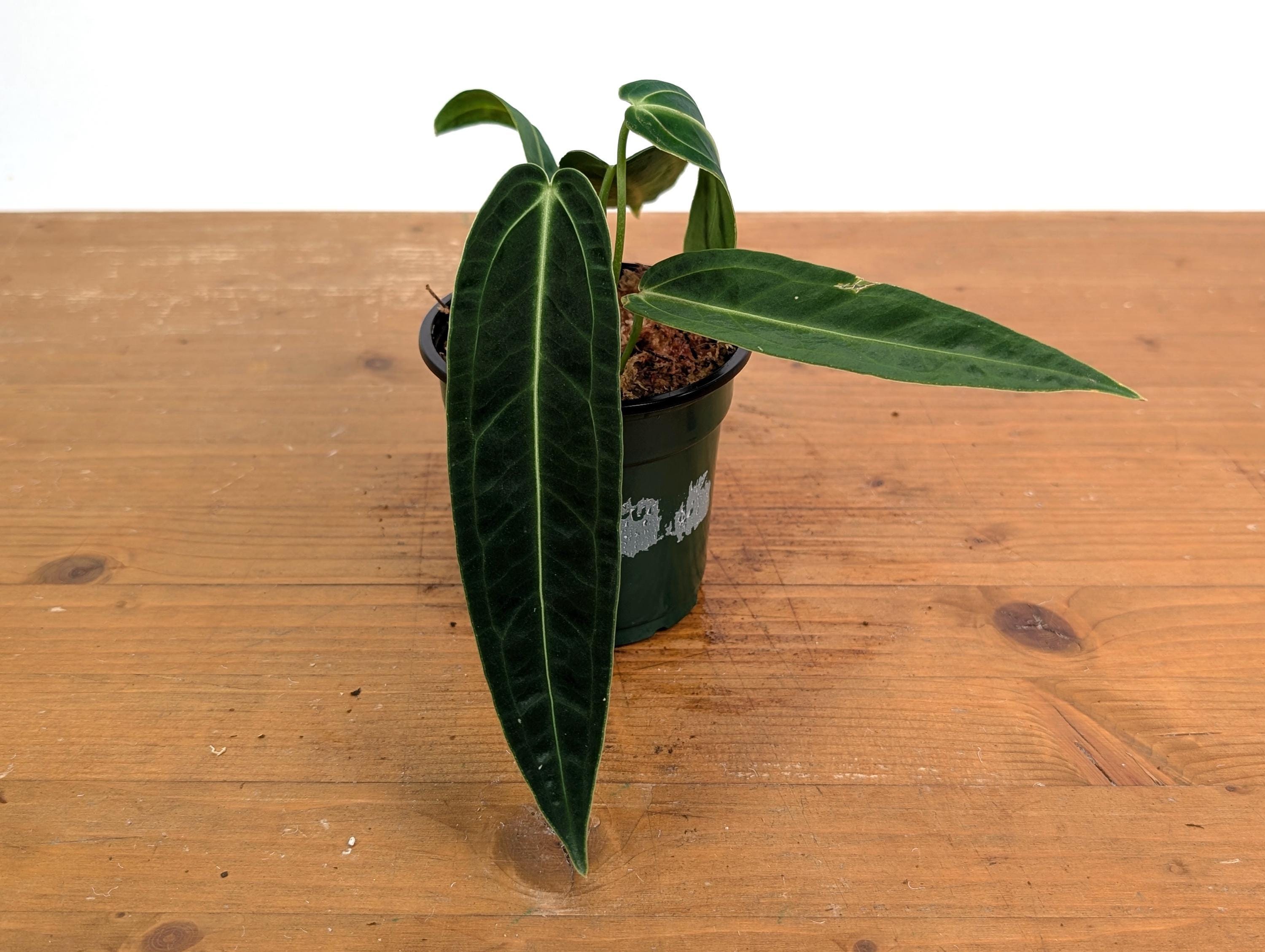 ficus bonsai ginseng Ficus Ginseng bonsai - Microcarpa - ↑ ca. 15 cm main image 1