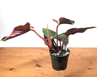 Philodendron squamicaule Blood