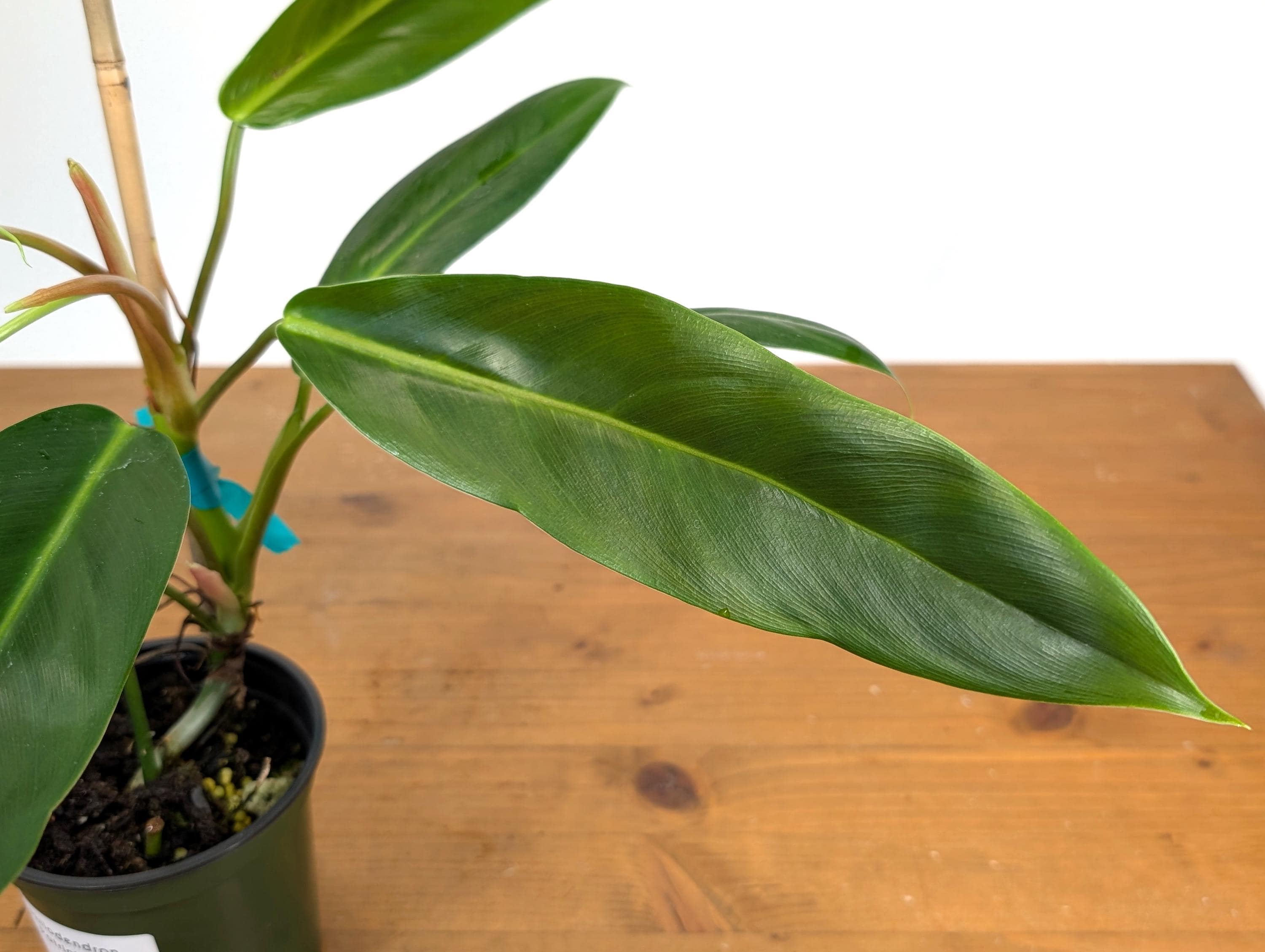 Philodendron Patriciae x Ruizii - 4 inch pots