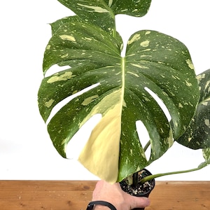 Thai Constellation Monstera 4 inch pot Approximately 12+" tall for XL