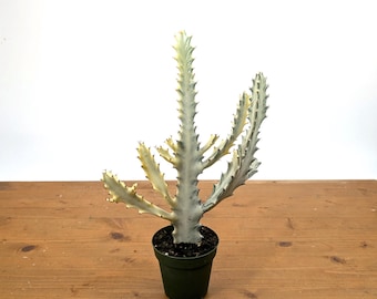 bonsai von privat kaufen Bonsai 'Carmona' S-Form kaufen | Bonsai 'Carmona'