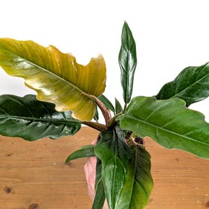 Philodendron Pluto 'choco Empress' 6 Inch Pot Live Indoor Air Purifying  House Plant - Etsy
