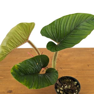Philodendron Serpens Pink  - 4 Inch Pots - Live Rare Exotic Plant - Leaves Reach 2ft at Maturity
