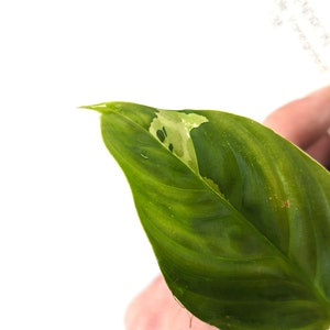 Variegated Philodendron Fuzzy Petiole Starter Plants Exact Plant image 9